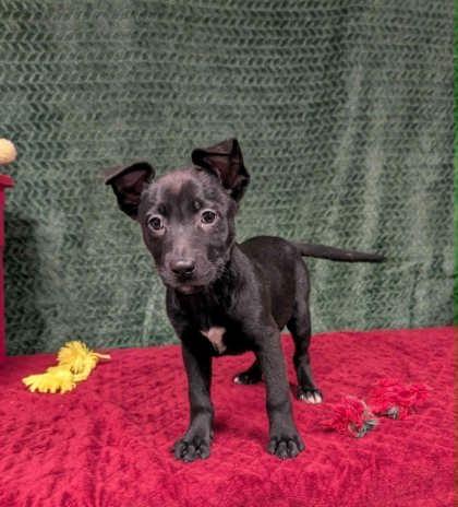 Enlarge Echo , a ADOPTABLE mixed breed in Cleburne, TX image 2/3