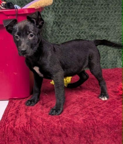 Echo , ADOPTABLE, Young Female Labrador Retriever.