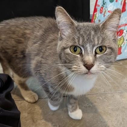 Enlarge Chameleon, a ADOPTABLE Domestic Short Hair in Dubuque, IA image 1/1