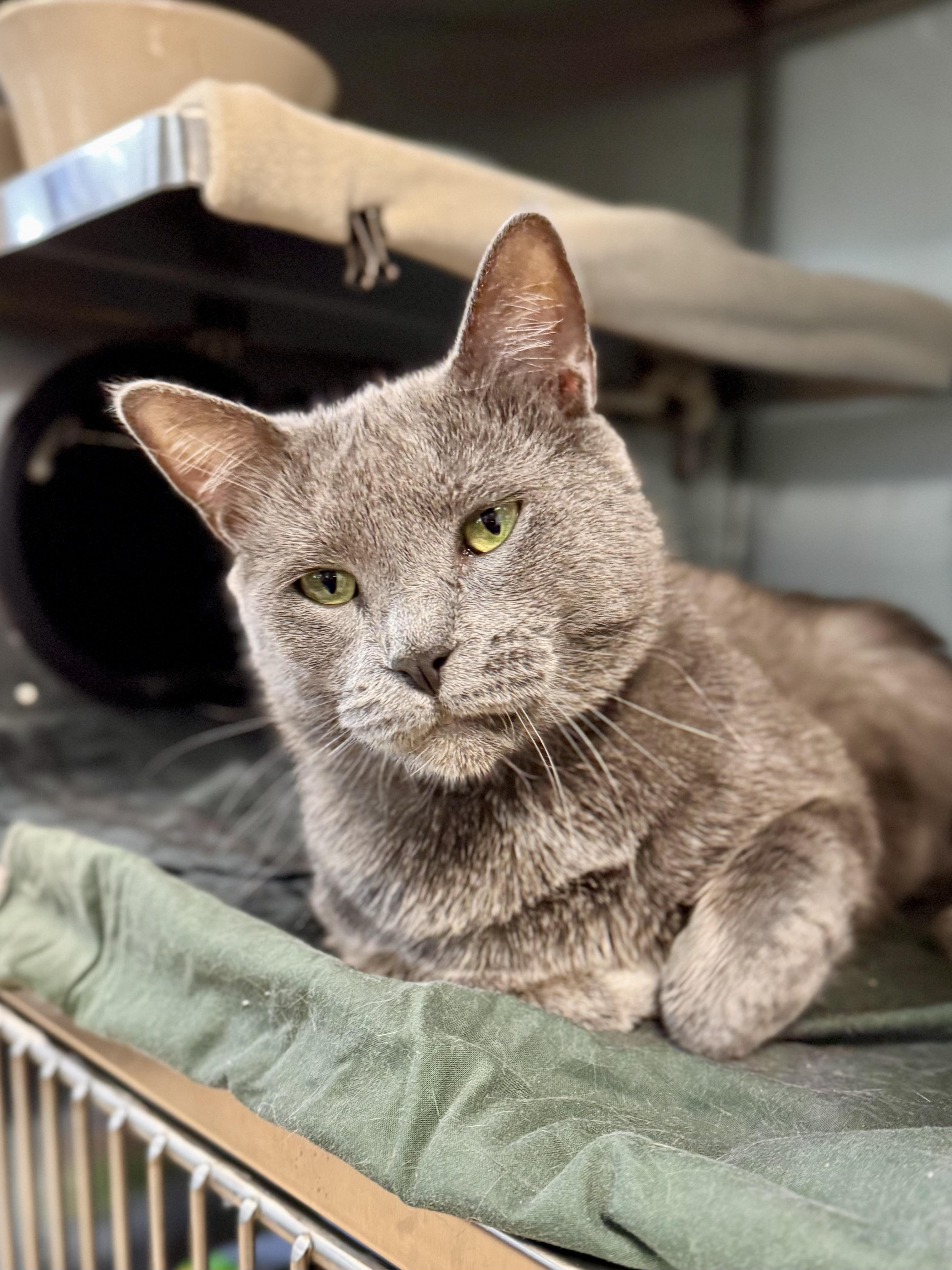 Dutch, ADOPTABLE, Adult Male Domestic Short Hair.