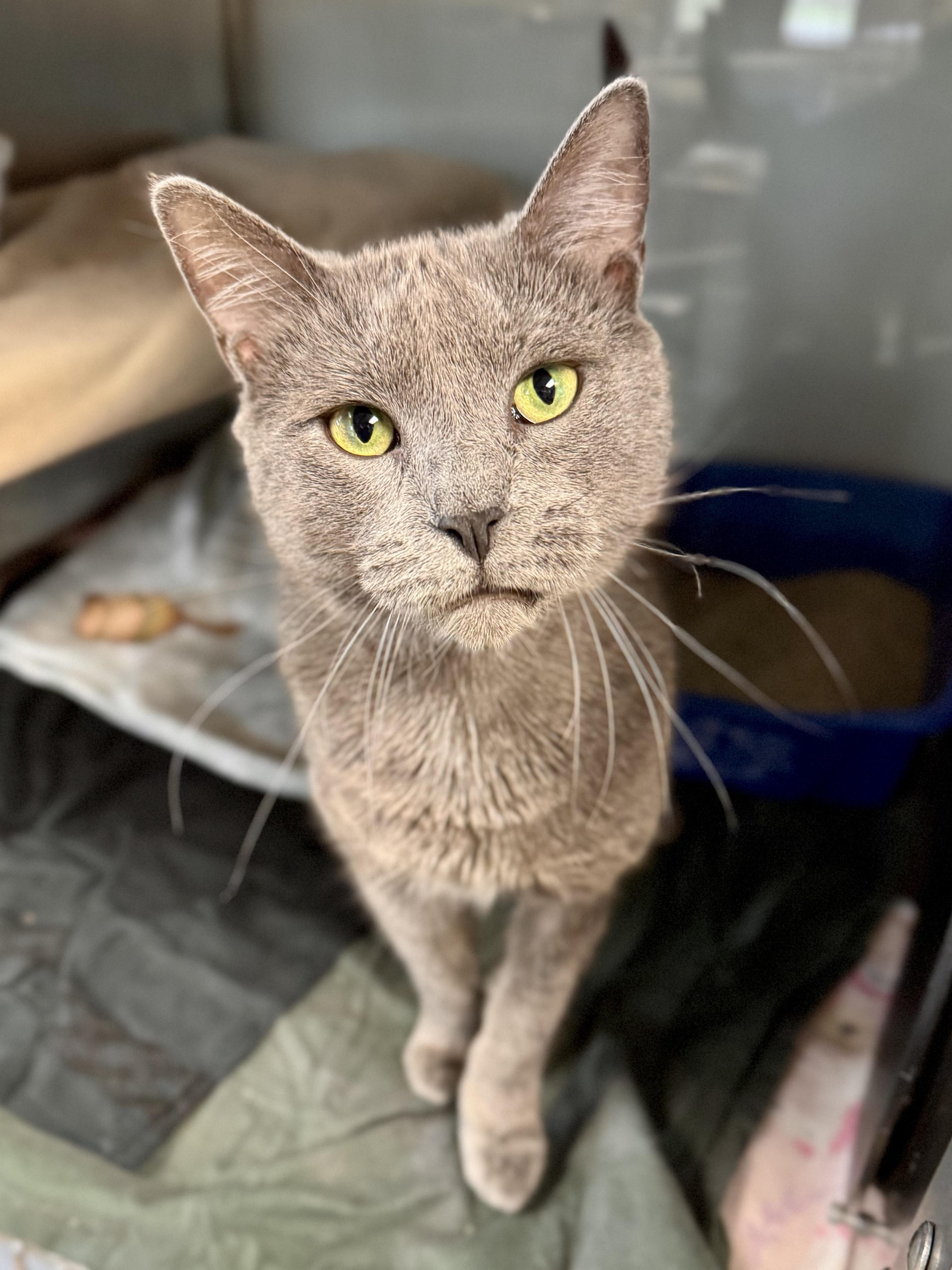 Enlarge Dutch, a ADOPTABLE Domestic Short Hair in Midland, MI image 2/2