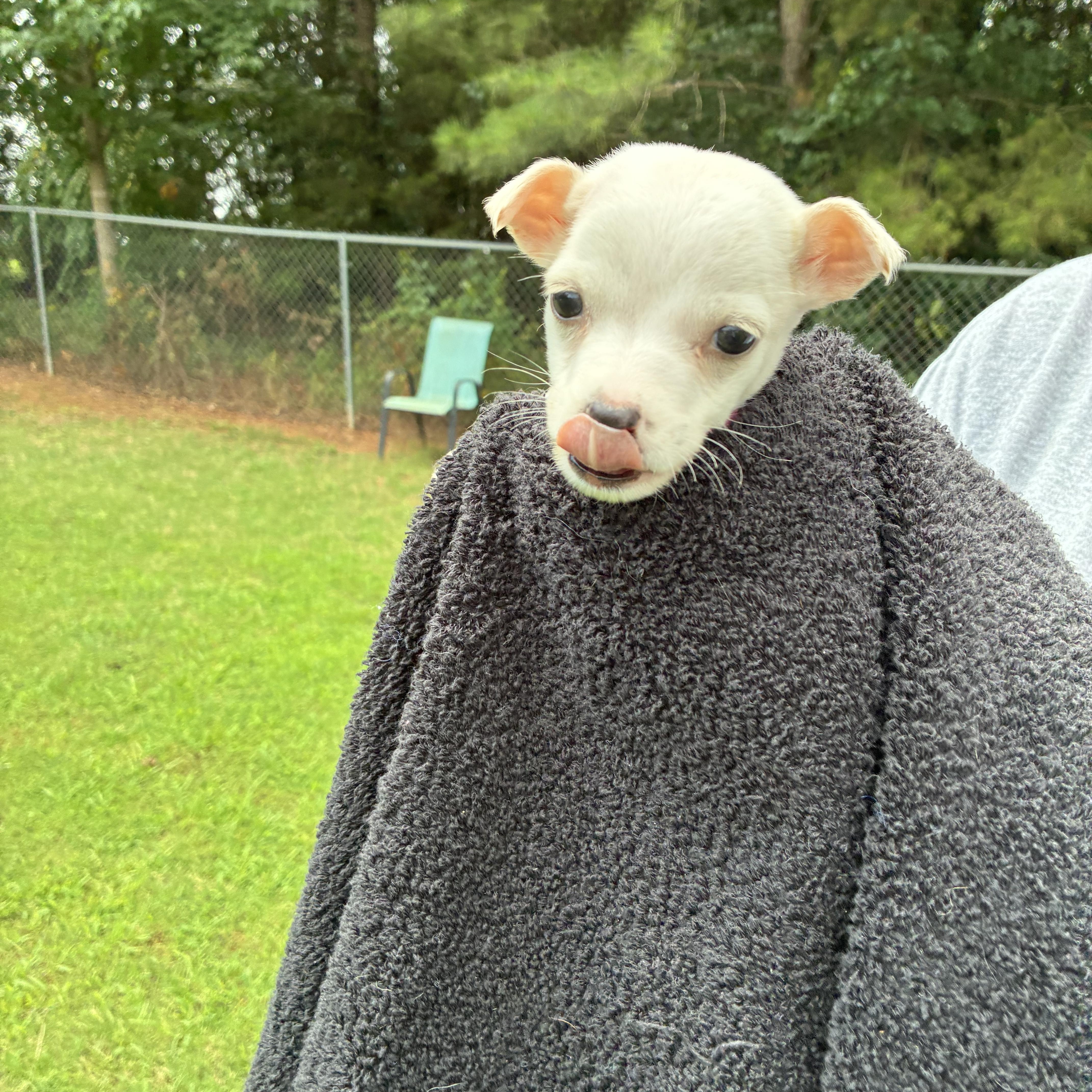 Ivory, a ADOPTABLE mixed breed in Woodruff, SC image 2/5