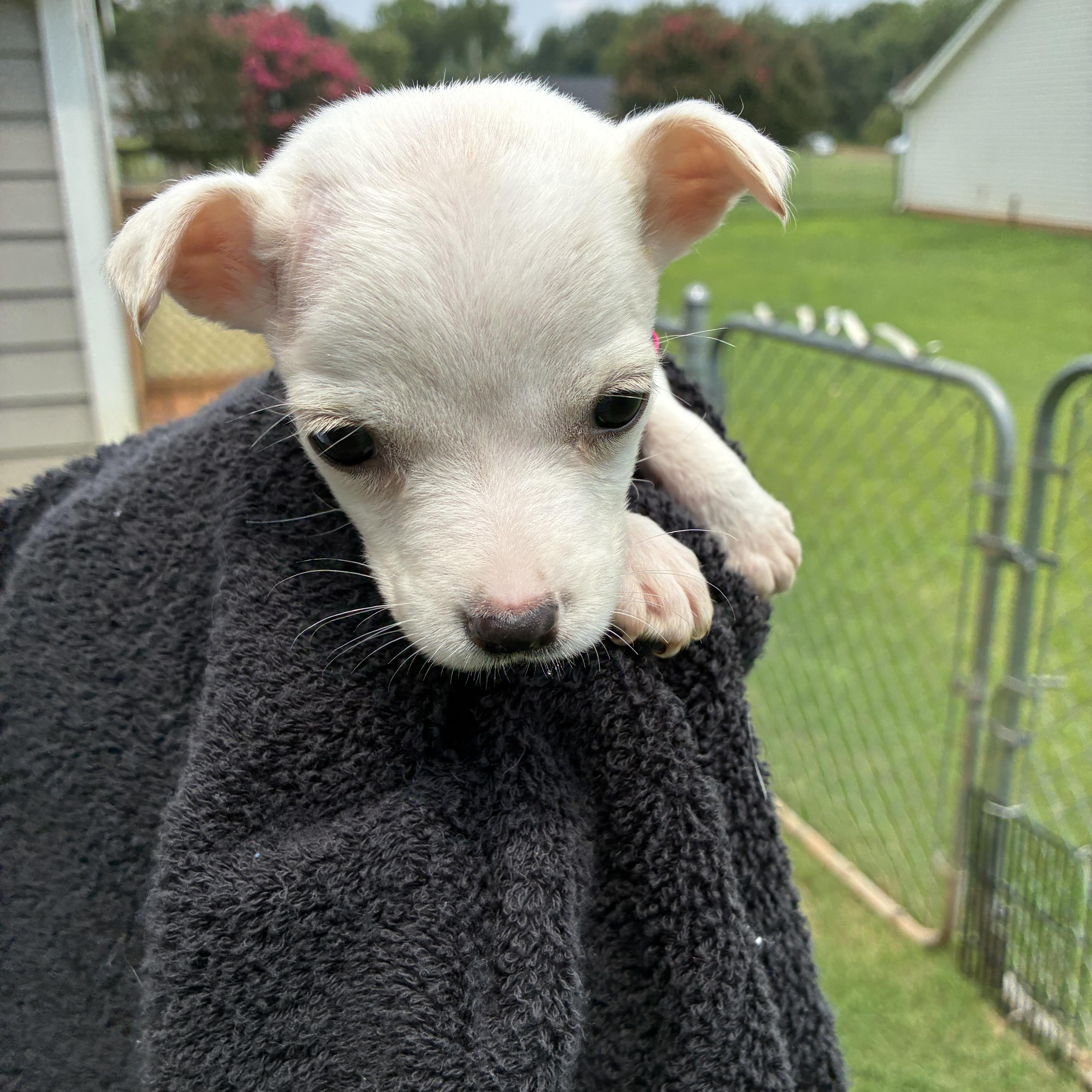 Ivory, a ADOPTABLE mixed breed in Woodruff, SC image 5/5