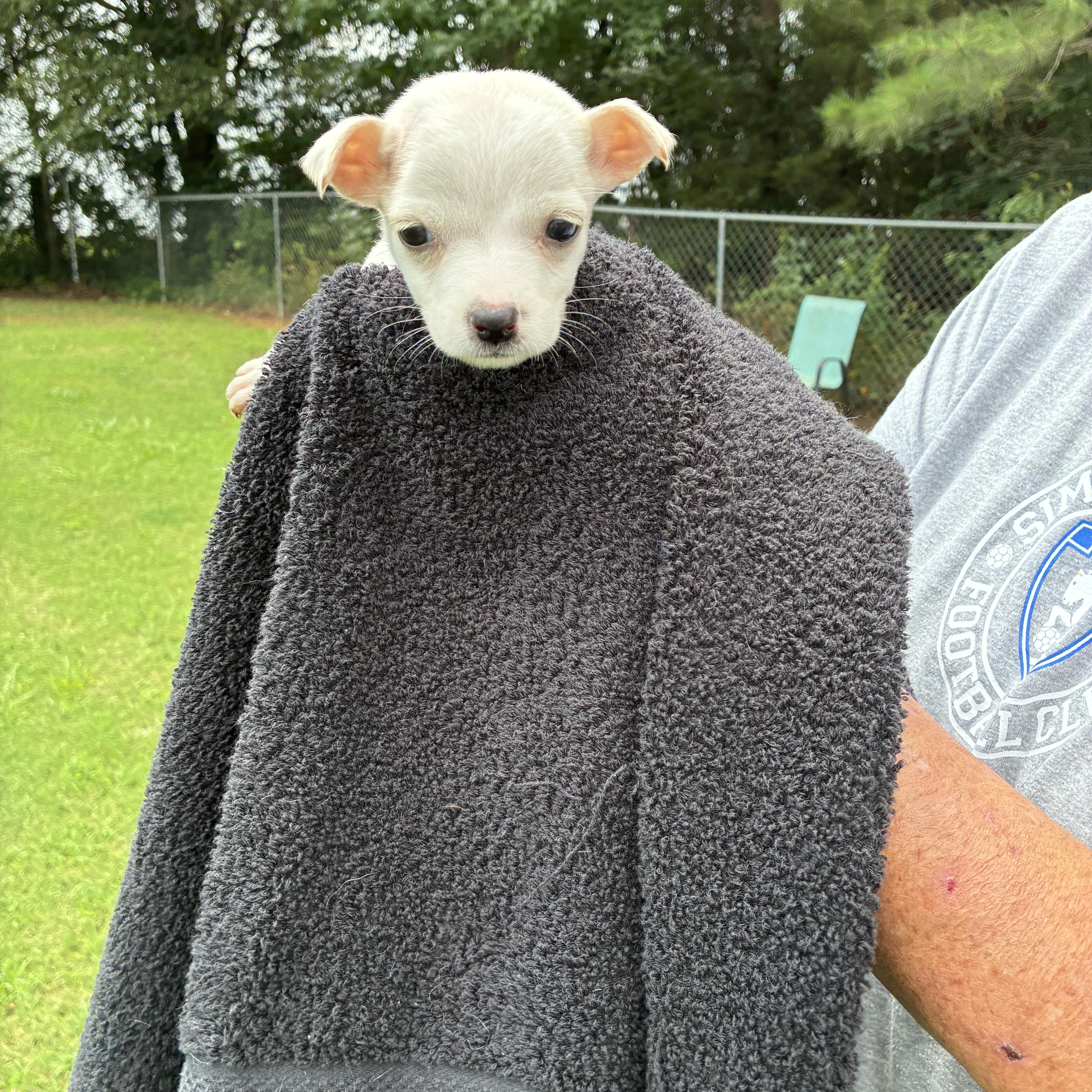 Ivory, a ADOPTABLE mixed breed in Woodruff, SC image 1/5