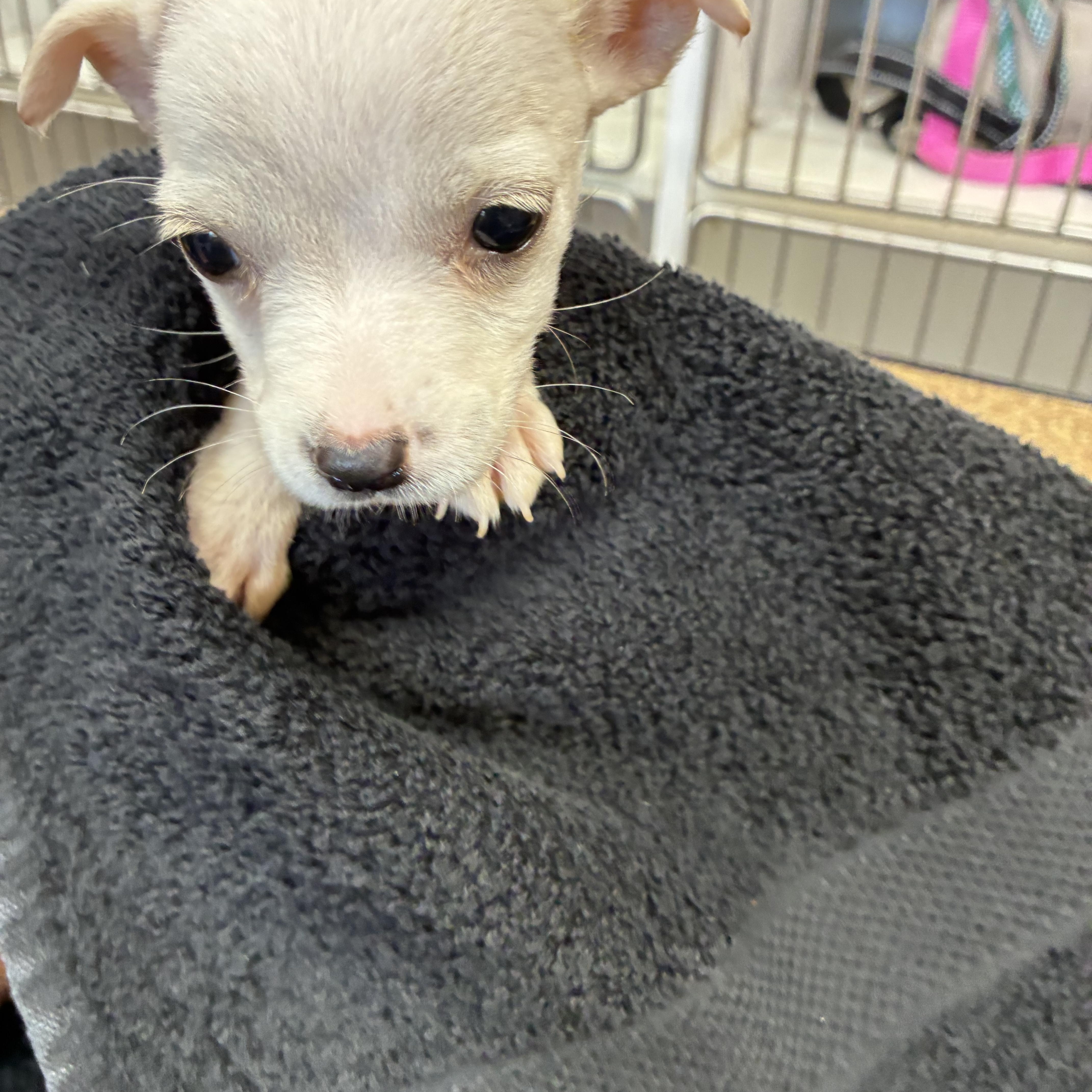 Ivory, a ADOPTABLE mixed breed in Woodruff, SC image 4/5