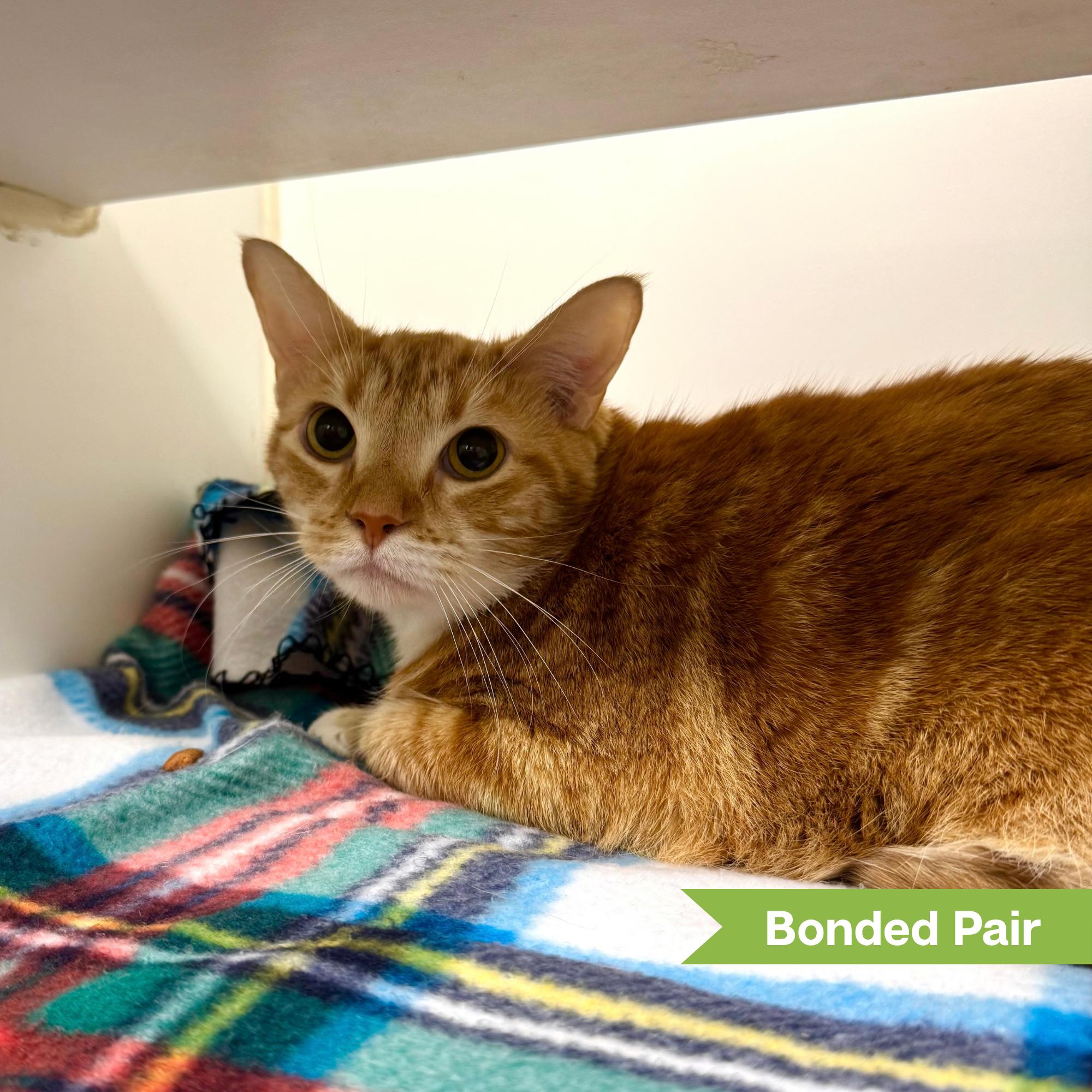 Enlarge Dora (bonded with Tails), a Adoptable Domestic Short Hair in Reisterstown, MD image 3/3