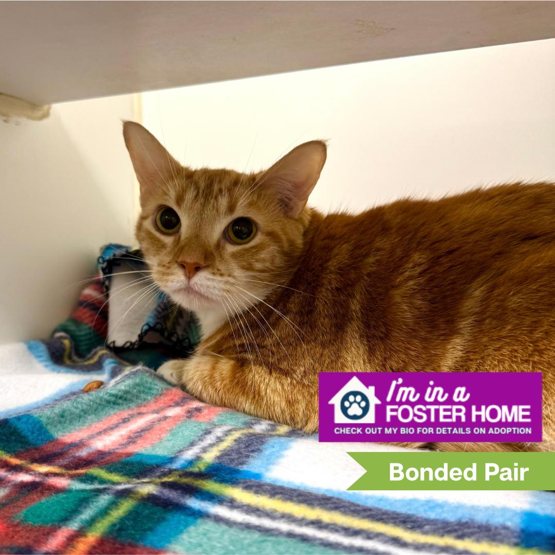 Enlarge Dora (bonded with Tails), a Adoptable Domestic Short Hair in Reisterstown, MD image 1/3