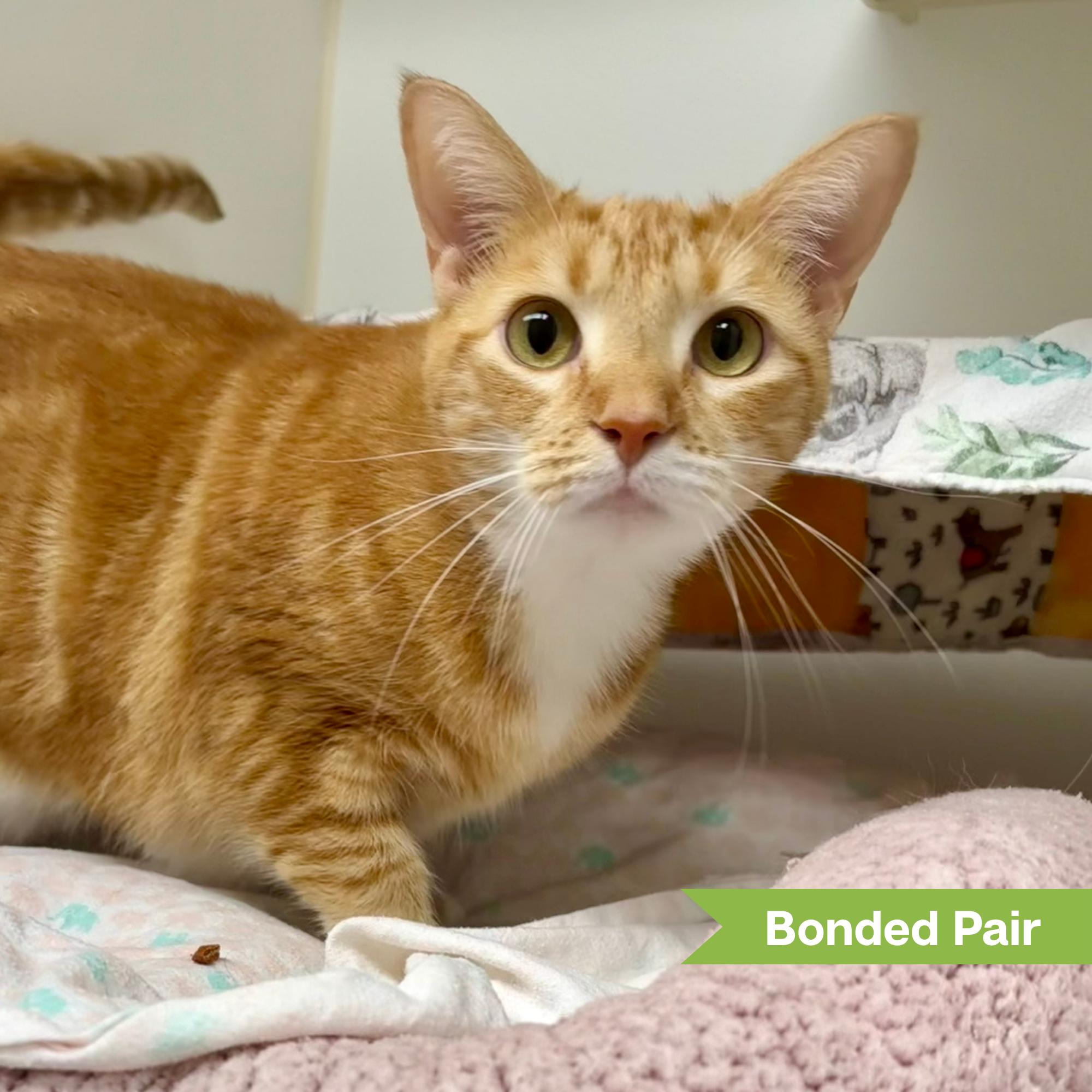 Enlarge Dora (bonded with Tails), a Adoptable Domestic Short Hair in Reisterstown, MD image 2/3