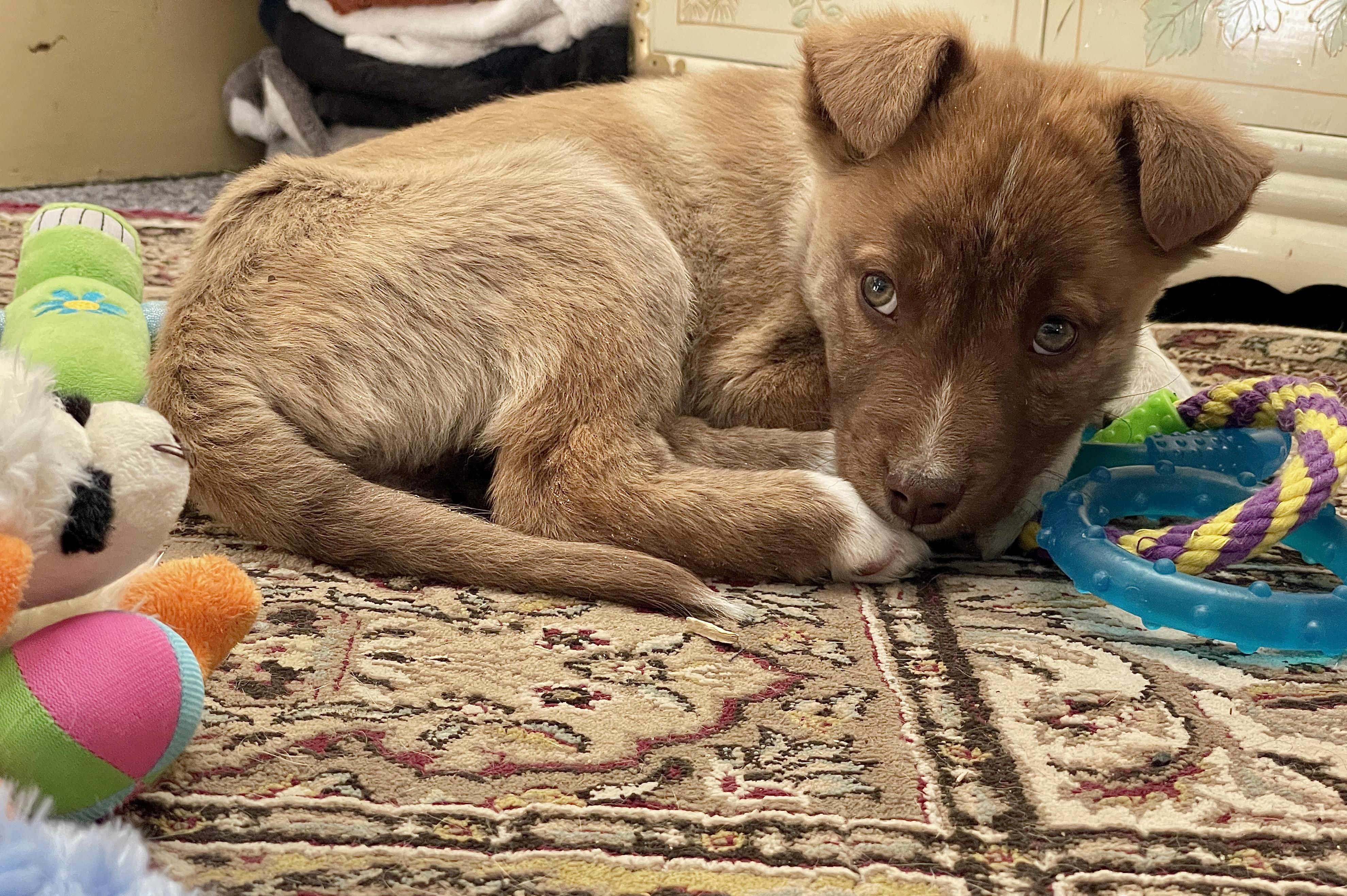 Lubec, adopted, Puppy Male Mixed Breed.