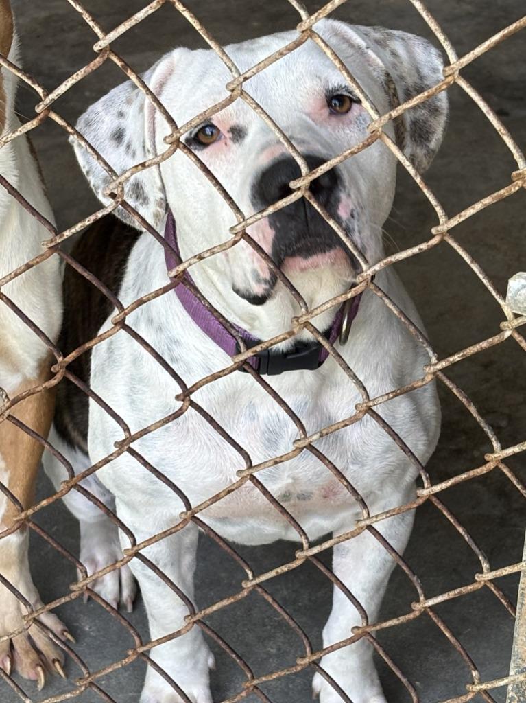 Enlarge Ivory, a Adoptable Pit Bull Terrier in Swainsboro, GA image 2/6