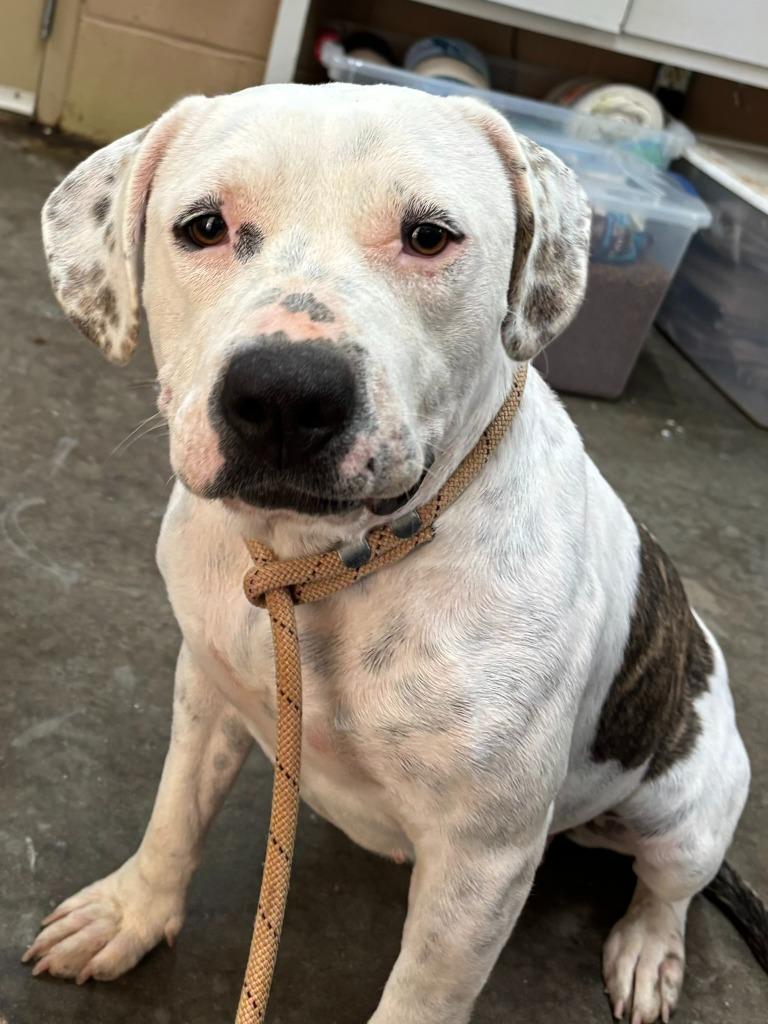 Ivory, Adoptable, Young Female Pit Bull Terrier.