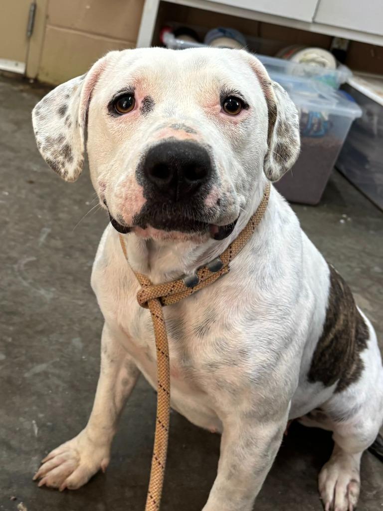 Enlarge Ivory, a Adoptable Pit Bull Terrier in Swainsboro, GA image 3/6
