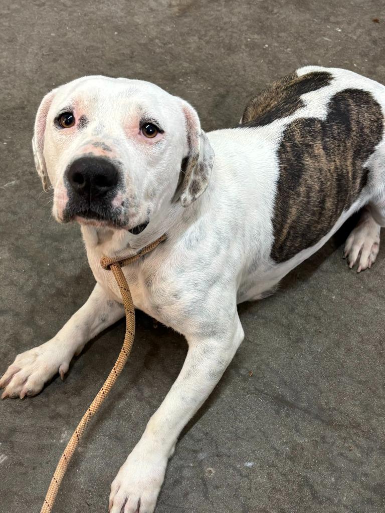 Enlarge Ivory, a Adoptable Pit Bull Terrier in Swainsboro, GA image 4/6
