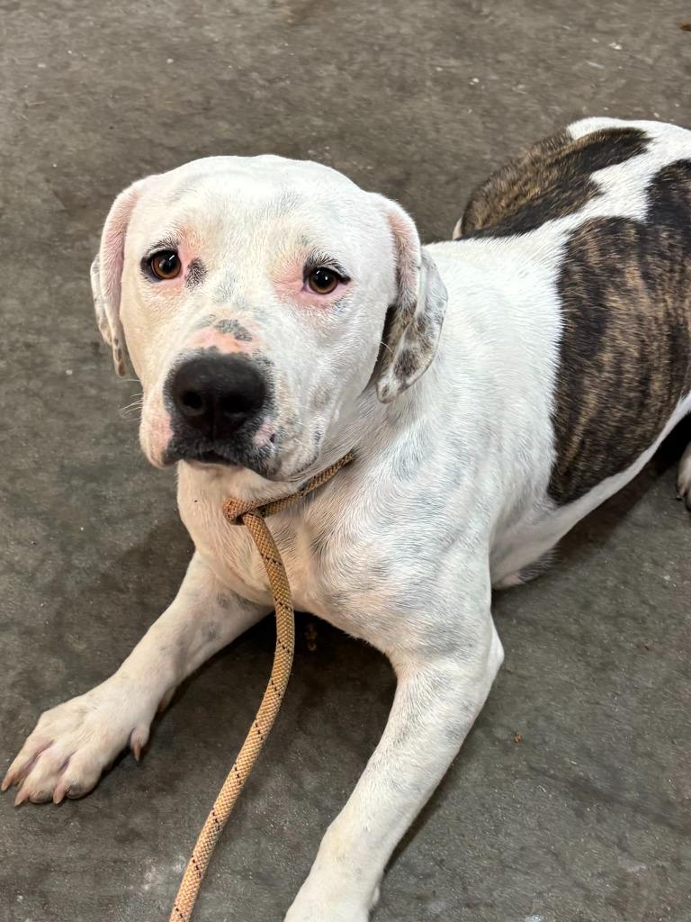 Enlarge Ivory, a Adoptable Pit Bull Terrier in Swainsboro, GA image 5/6