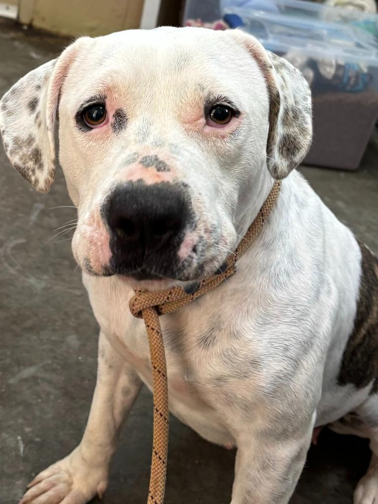 Enlarge Ivory, a Adoptable Pit Bull Terrier in Swainsboro, GA image 6/6
