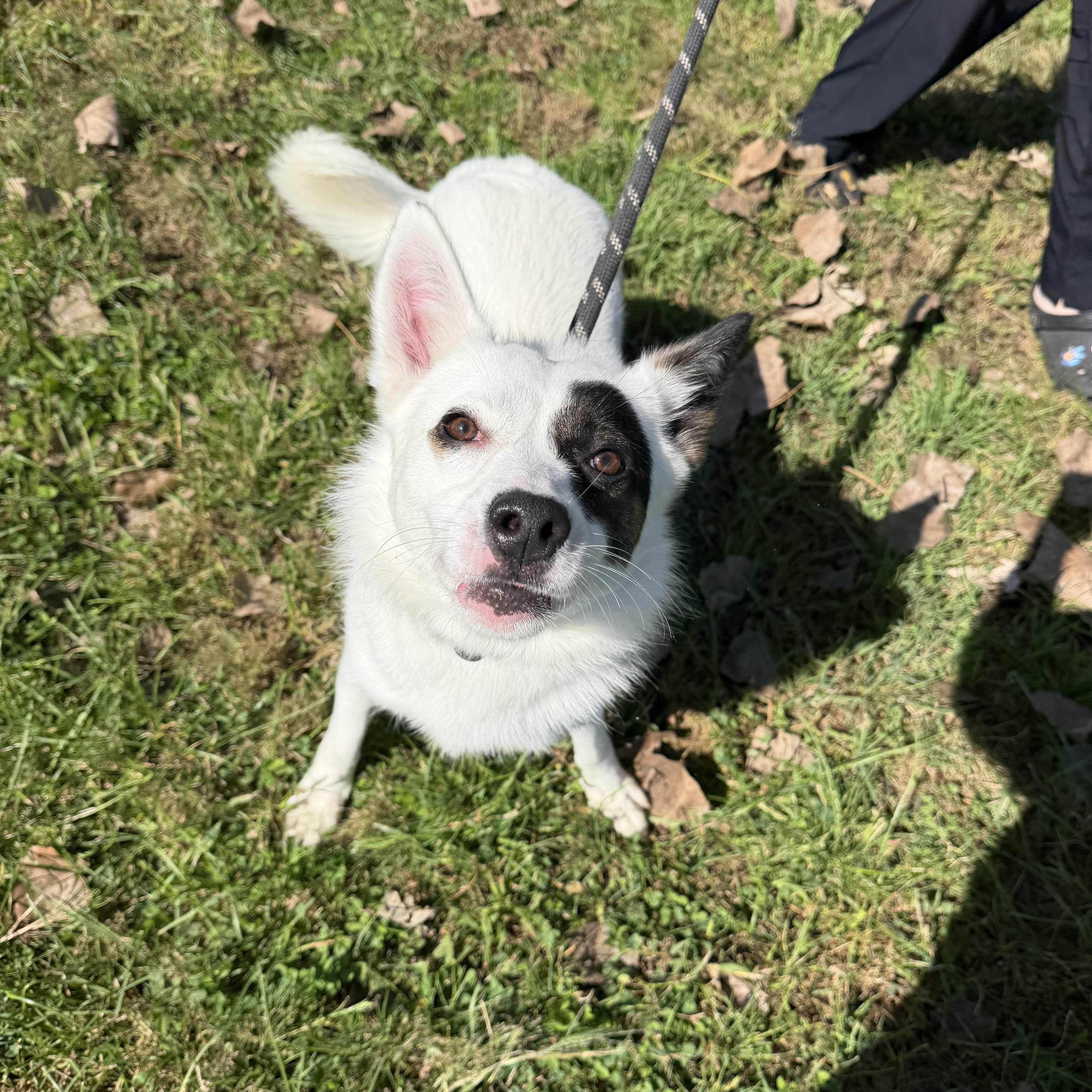 Enlarge Pepper, a Adoptable mixed breed in Steger, IL image 3/3