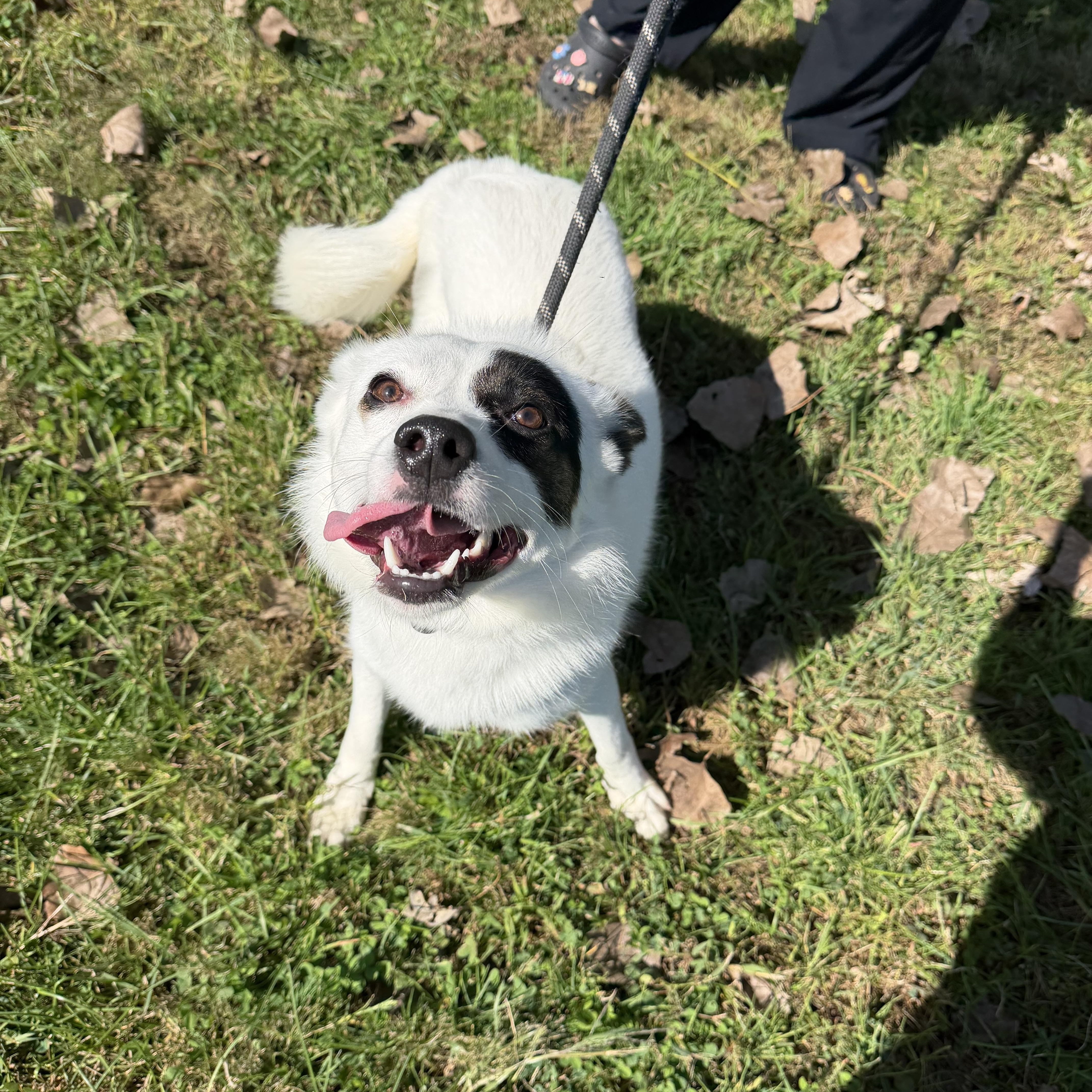 Enlarge Pepper, a Adoptable mixed breed in Steger, IL image 1/3