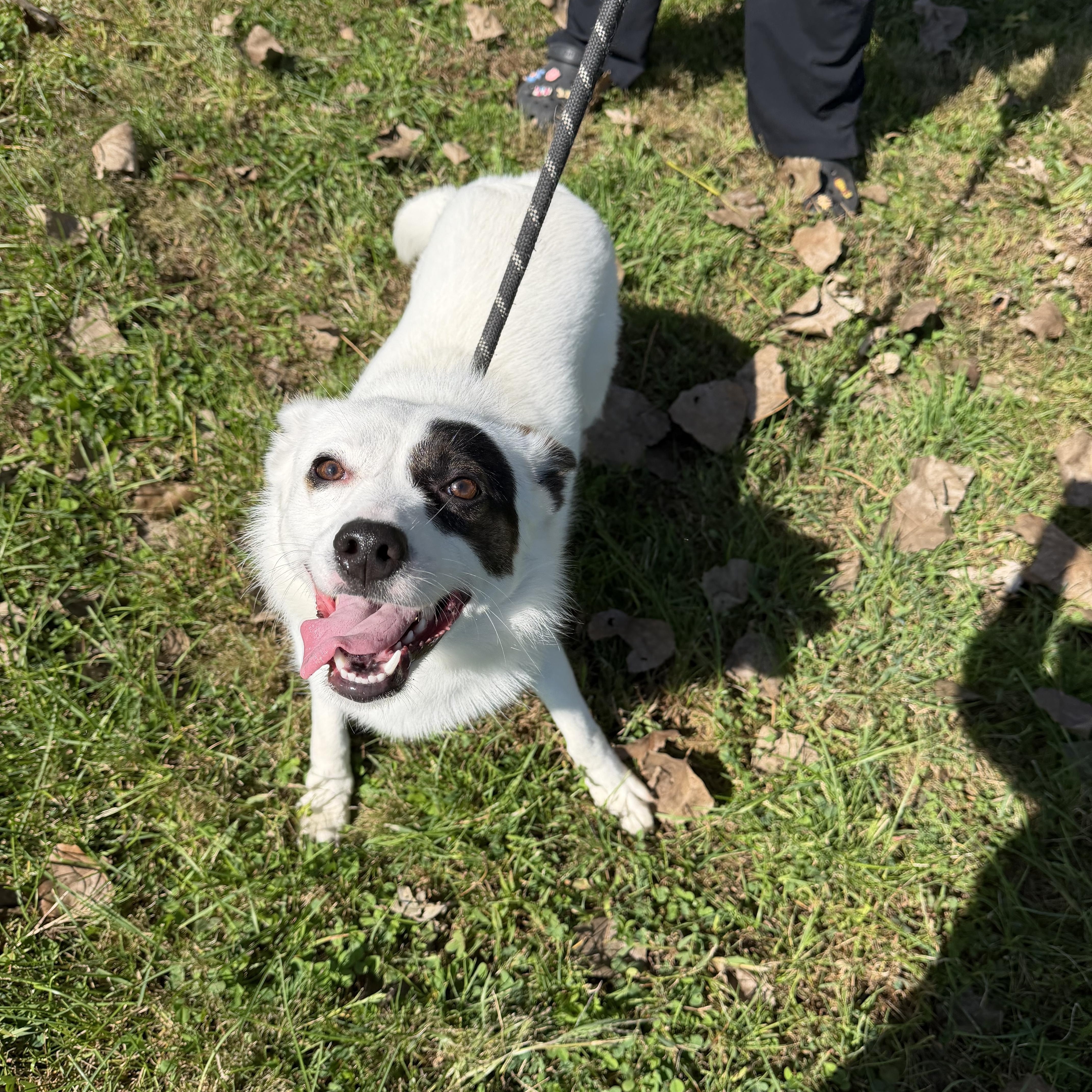 Enlarge Pepper, a Adoptable mixed breed in Steger, IL image 2/3