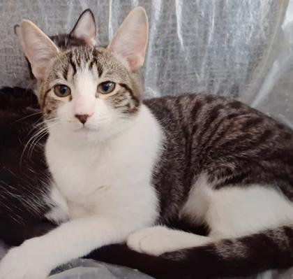 Enlarge Markie, a Adoptable mixed breed in Encinitas, CA image 1/1