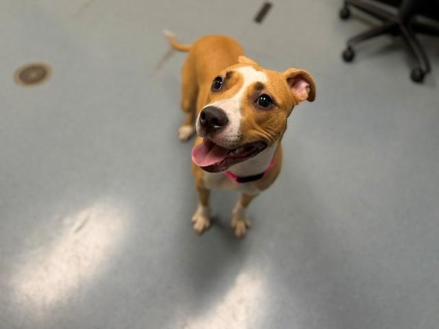 QUEEN, Adoptable, Young Female Pit Bull Terrier & Mixed Breed.
