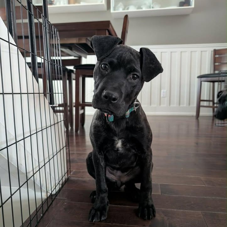 Pebbles (20260216-09)