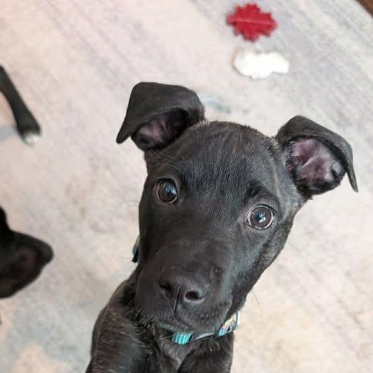 Pebbles (20260216-09) — thumbnail 3