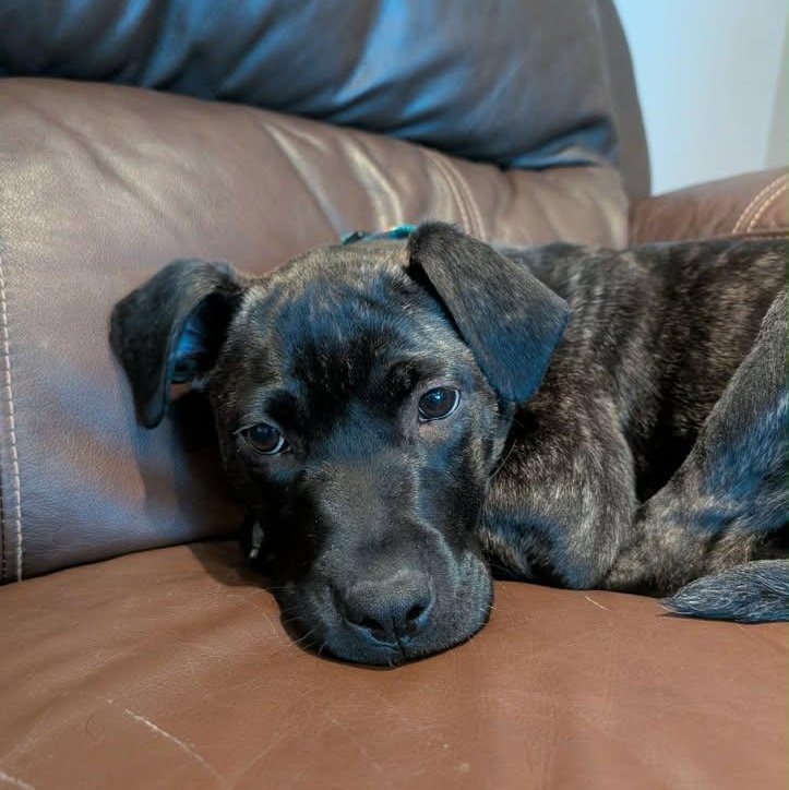 Pebbles (20260216-09) — thumbnail 4