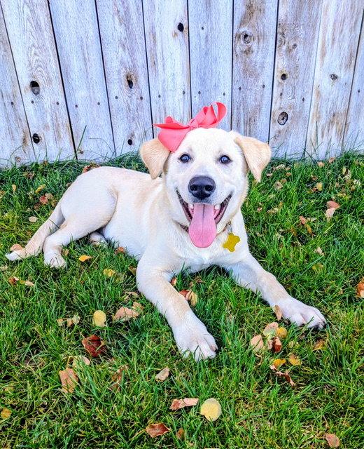 Nalaa, Adoptable, Young Female Labrador Retriever.