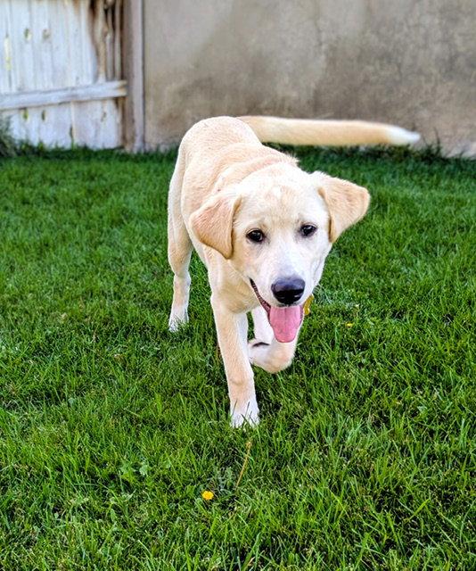 Enlarge Nalaa, a Adoptable Labrador Retriever in Salt Lake City, UT image 2/3