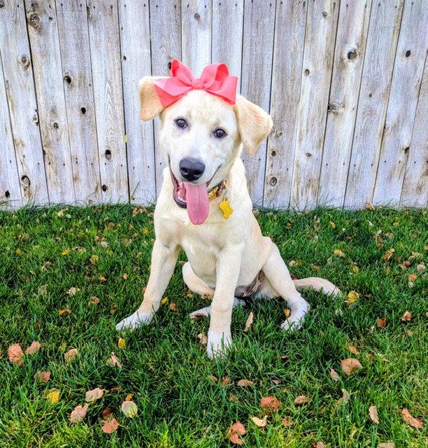 Enlarge Nalaa, a Adoptable Labrador Retriever in Salt Lake City, UT image 3/3