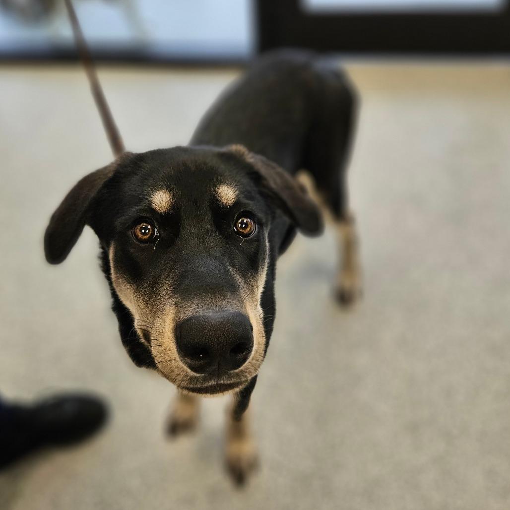 Enlarge Willow, a ADOPTABLE mixed breed in Monticello, IA image 1/1