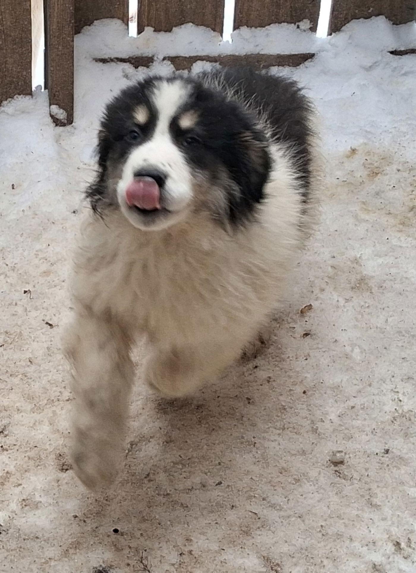 Beluga, Adopted, Puppy Male Great Pyrenees & Australian Shepherd.