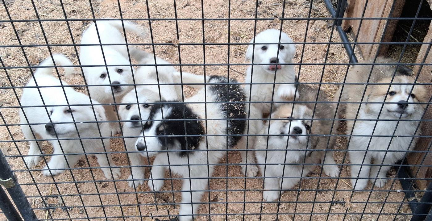 Enlarge Beluga, a Adopted mixed breed in Mcconnelsville, OH image 2/3
