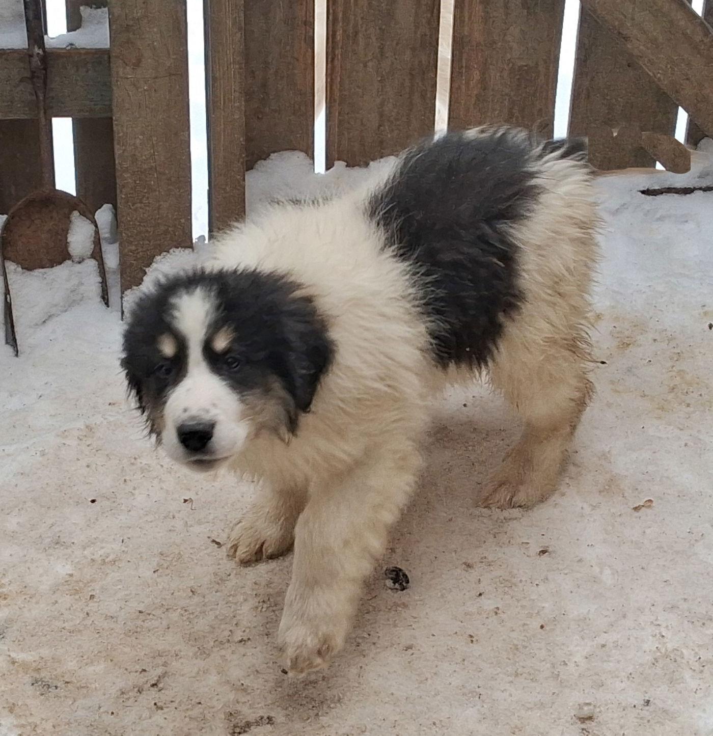 Enlarge Beluga, a Adopted mixed breed in Mcconnelsville, OH image 3/3