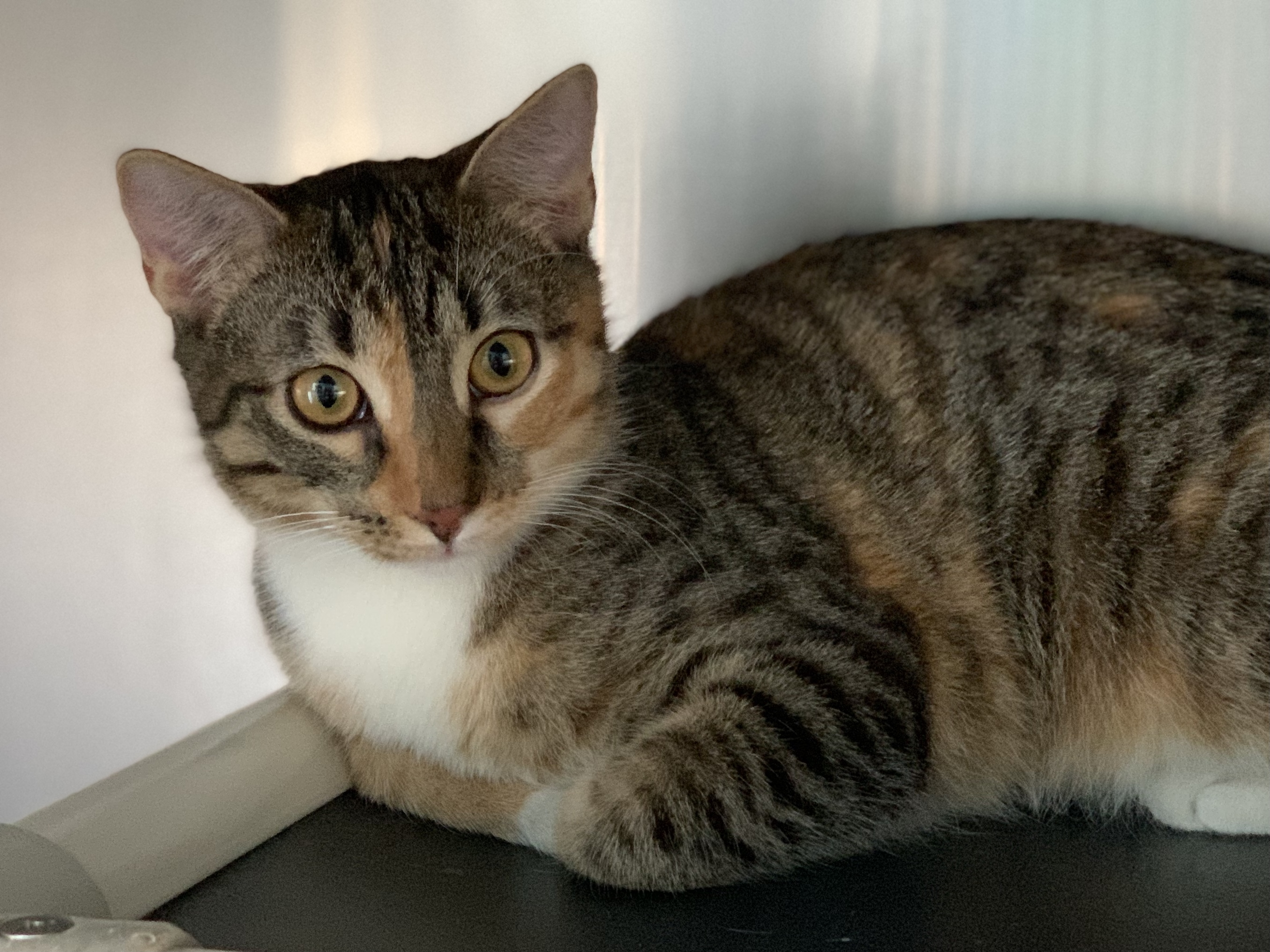 Enlarge Bubblicious, a Adoptable Domestic Short Hair in Topeka, KS image 2/3