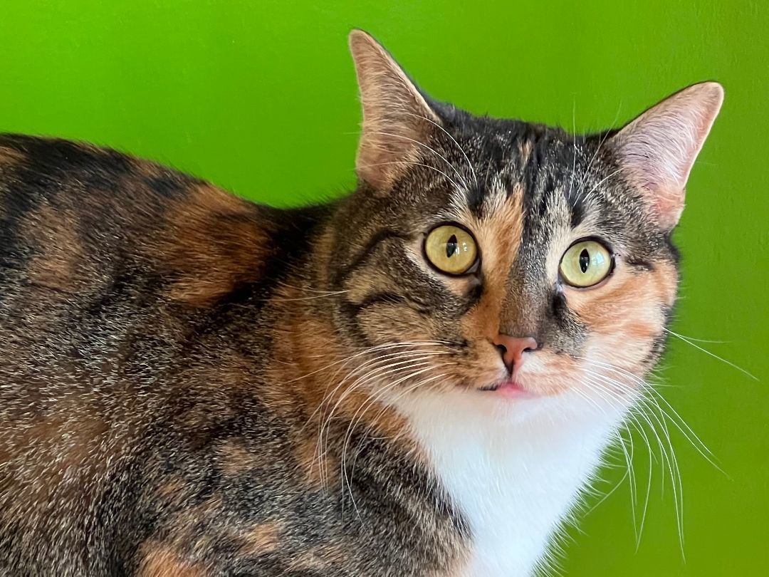 Enlarge Bubblicious, a Adoptable Domestic Short Hair in Topeka, KS image 3/3