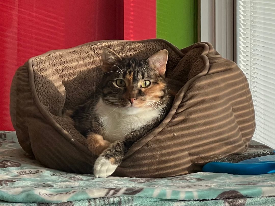 Enlarge Bubblicious, a Adoptable Domestic Short Hair in Topeka, KS image 1/3