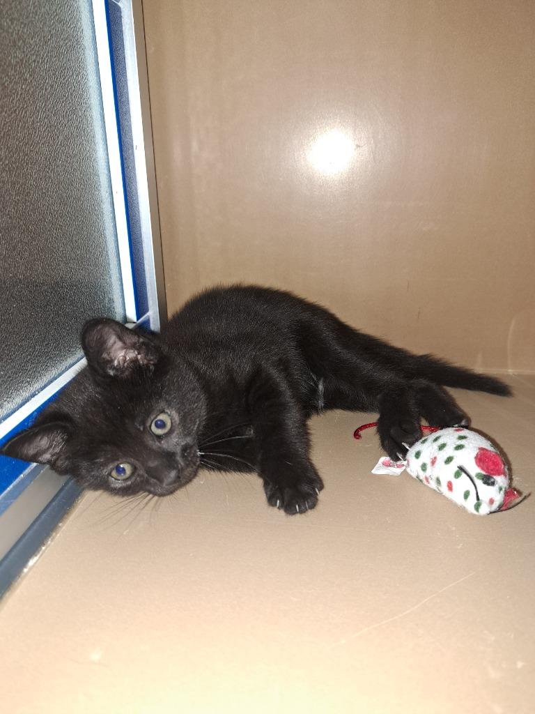 Texas, Adoptable, Kitten Male Domestic Short Hair.