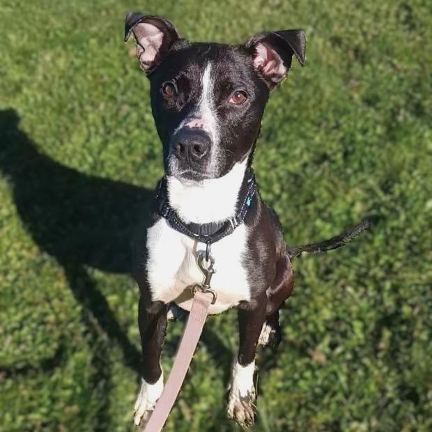 Donny, Adoptable, Adult Male Pit Bull Terrier.