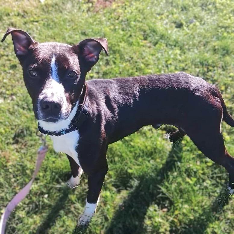 Enlarge Donny, a Adoptable Pit Bull Terrier in Prairie du Chien, WI image 2/3