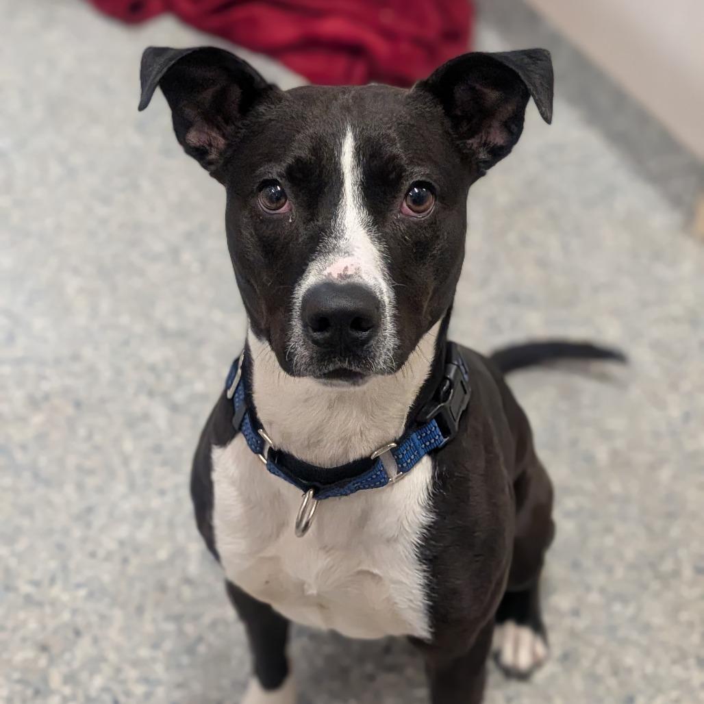 Enlarge Donny, a Adoptable Pit Bull Terrier in Prairie du Chien, WI image 3/3