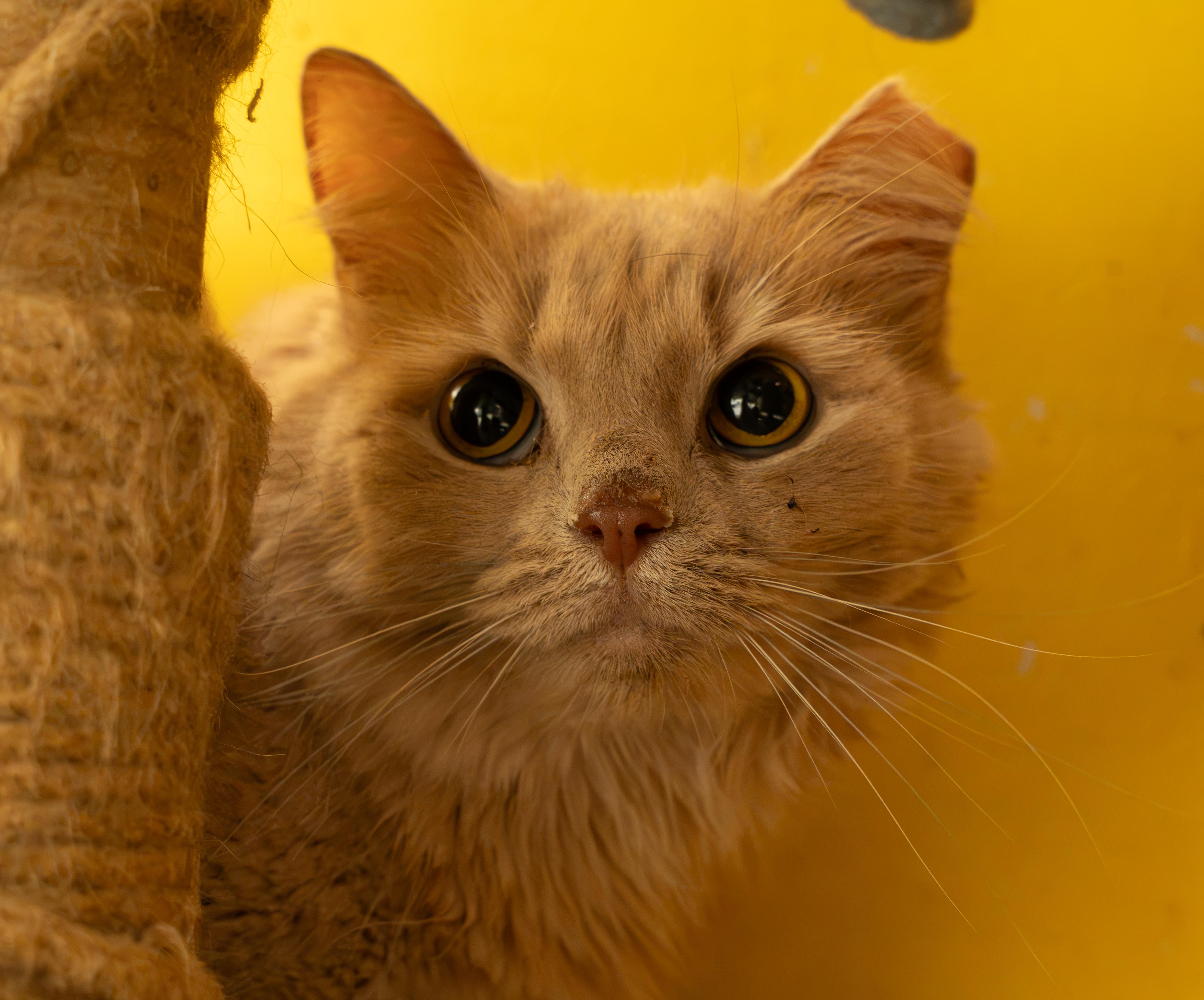 Enlarge SNOWBALL, a Adoptable Domestic Short Hair in Owensboro, KY image 4/5