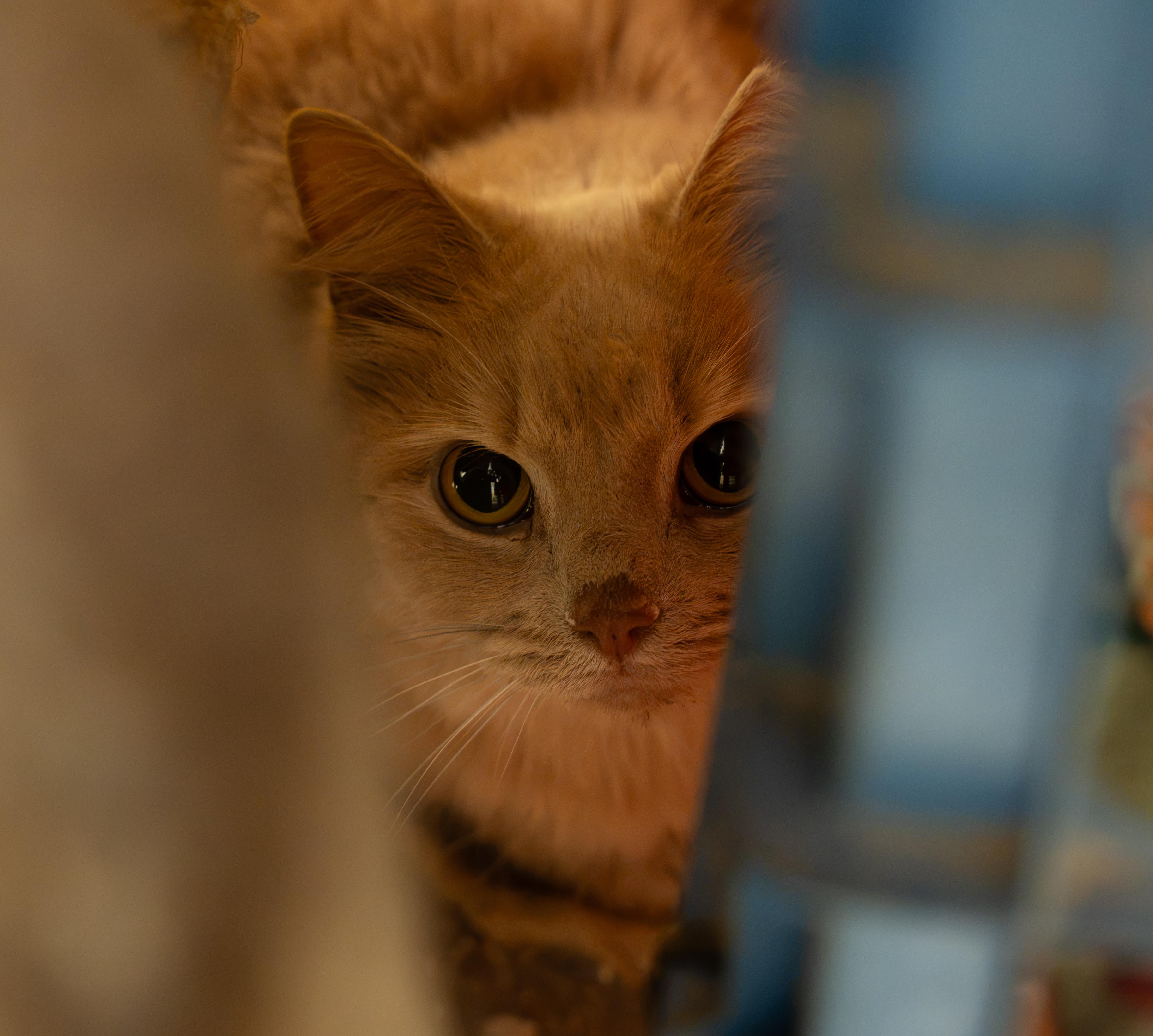 Enlarge SNOWBALL, a Adoptable Domestic Short Hair in Owensboro, KY image 5/5