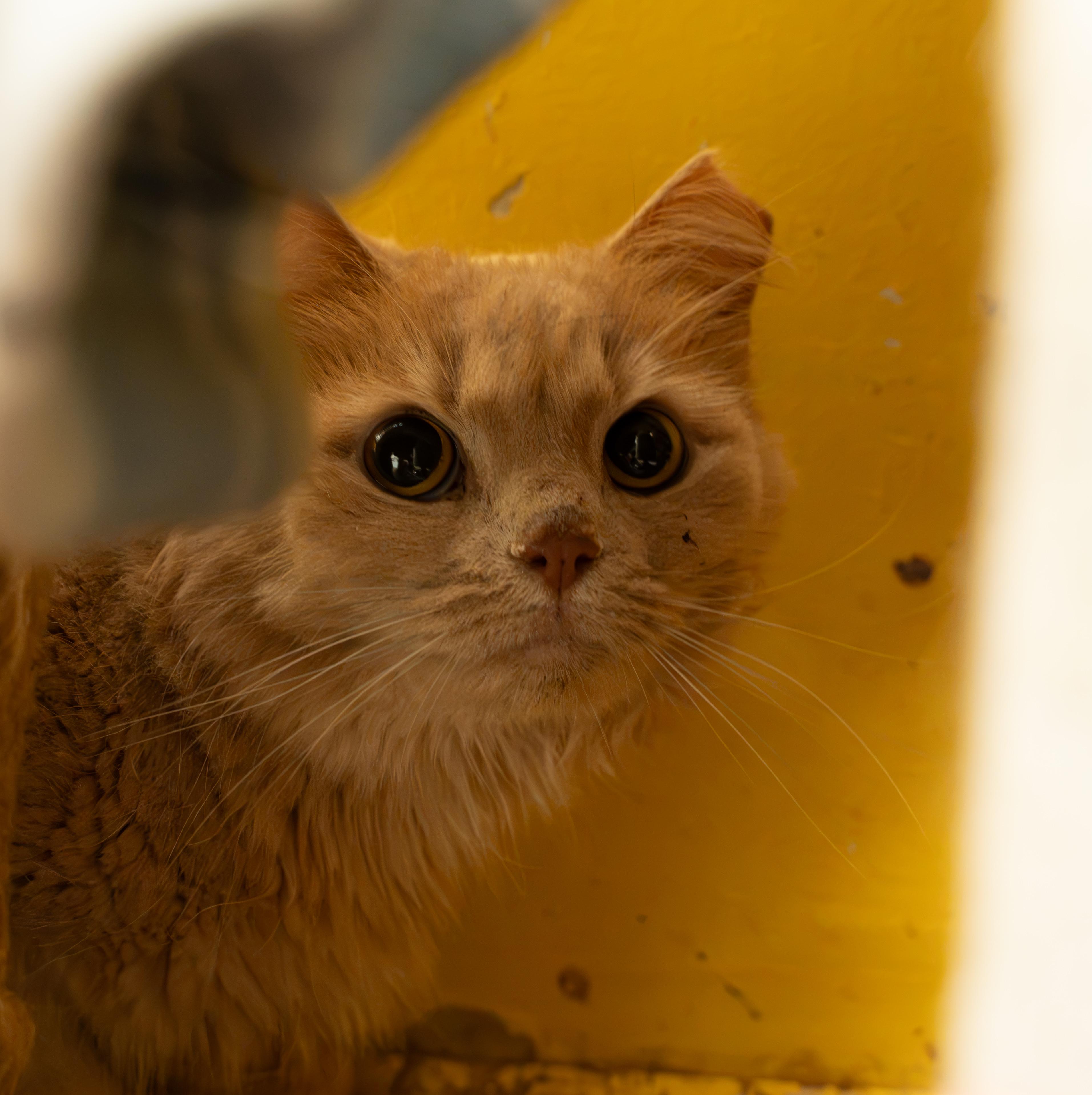 Enlarge SNOWBALL, a Adoptable Domestic Short Hair in Owensboro, KY image 2/5