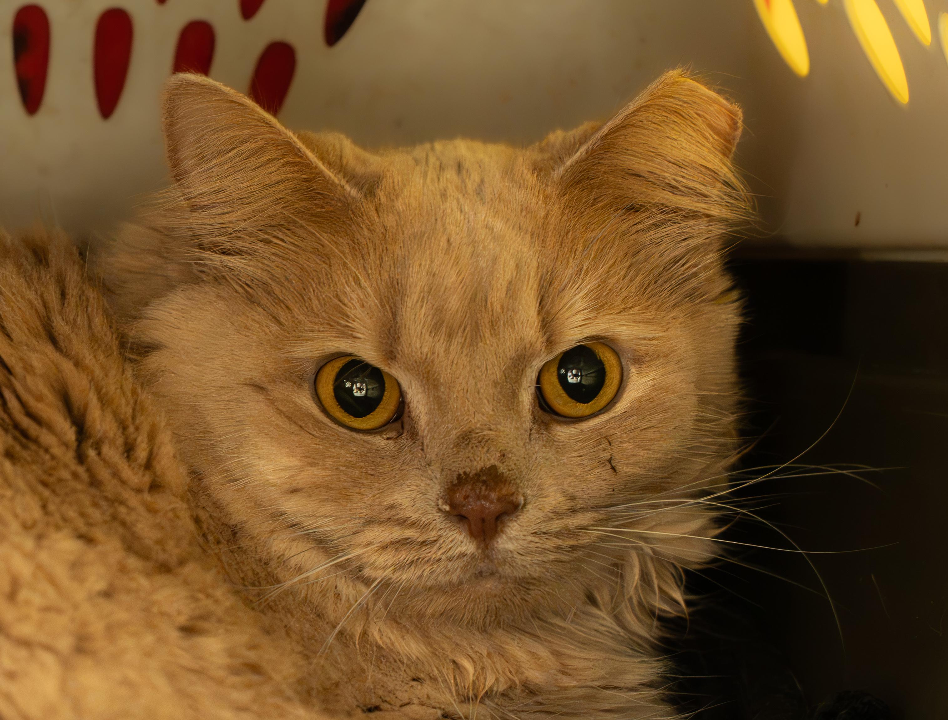 Enlarge SNOWBALL, a Adoptable Domestic Short Hair in Owensboro, KY image 1/5