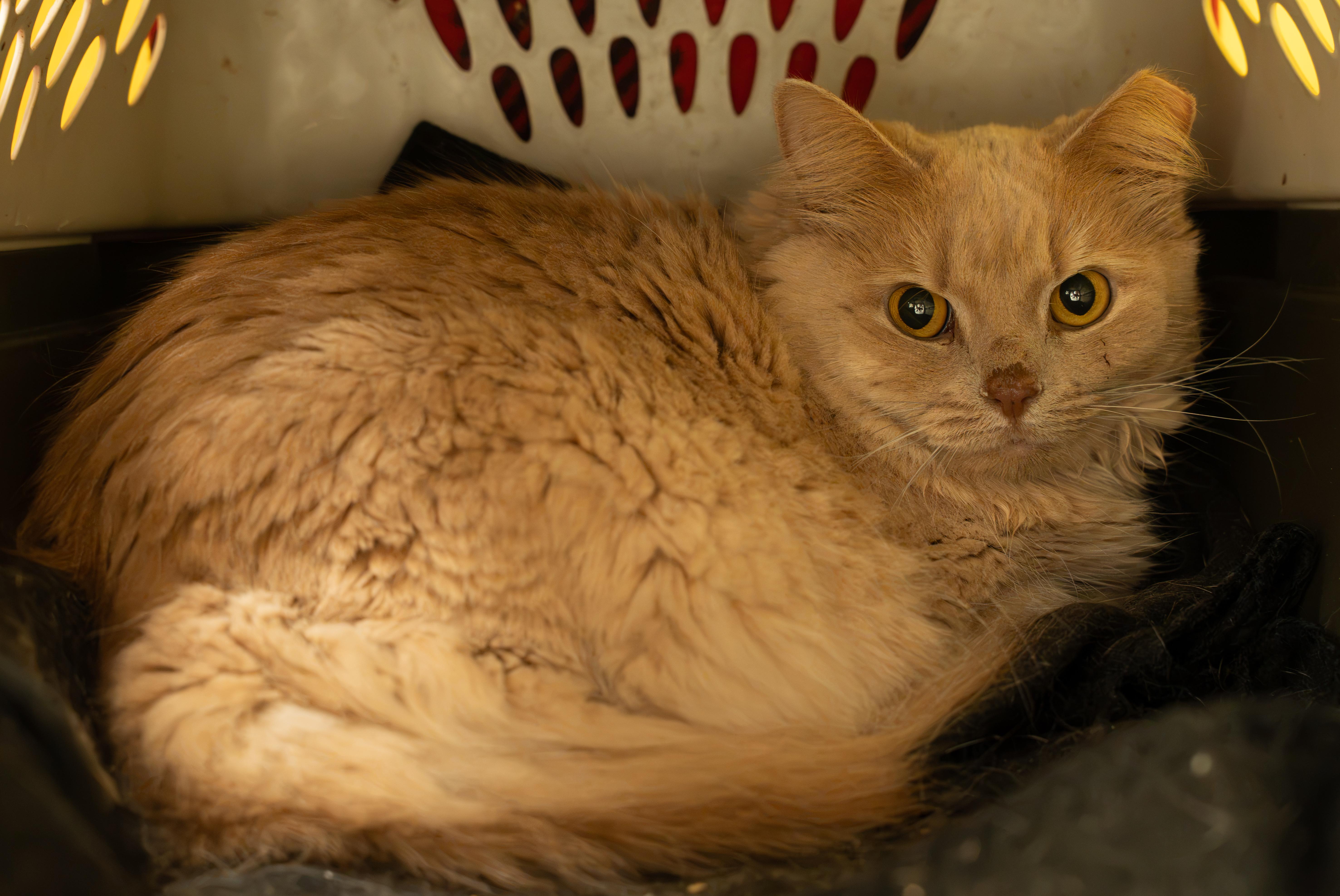 Enlarge SNOWBALL, a Adoptable Domestic Short Hair in Owensboro, KY image 3/5