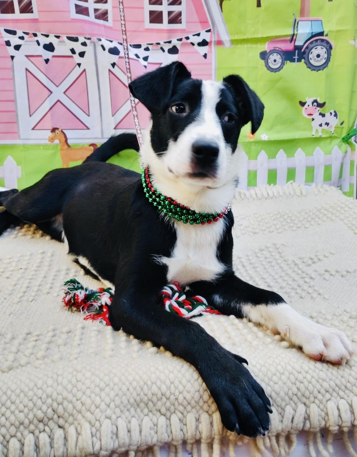 Enlarge Kim, a Adoptable mixed breed in Washington , DC image 1/6