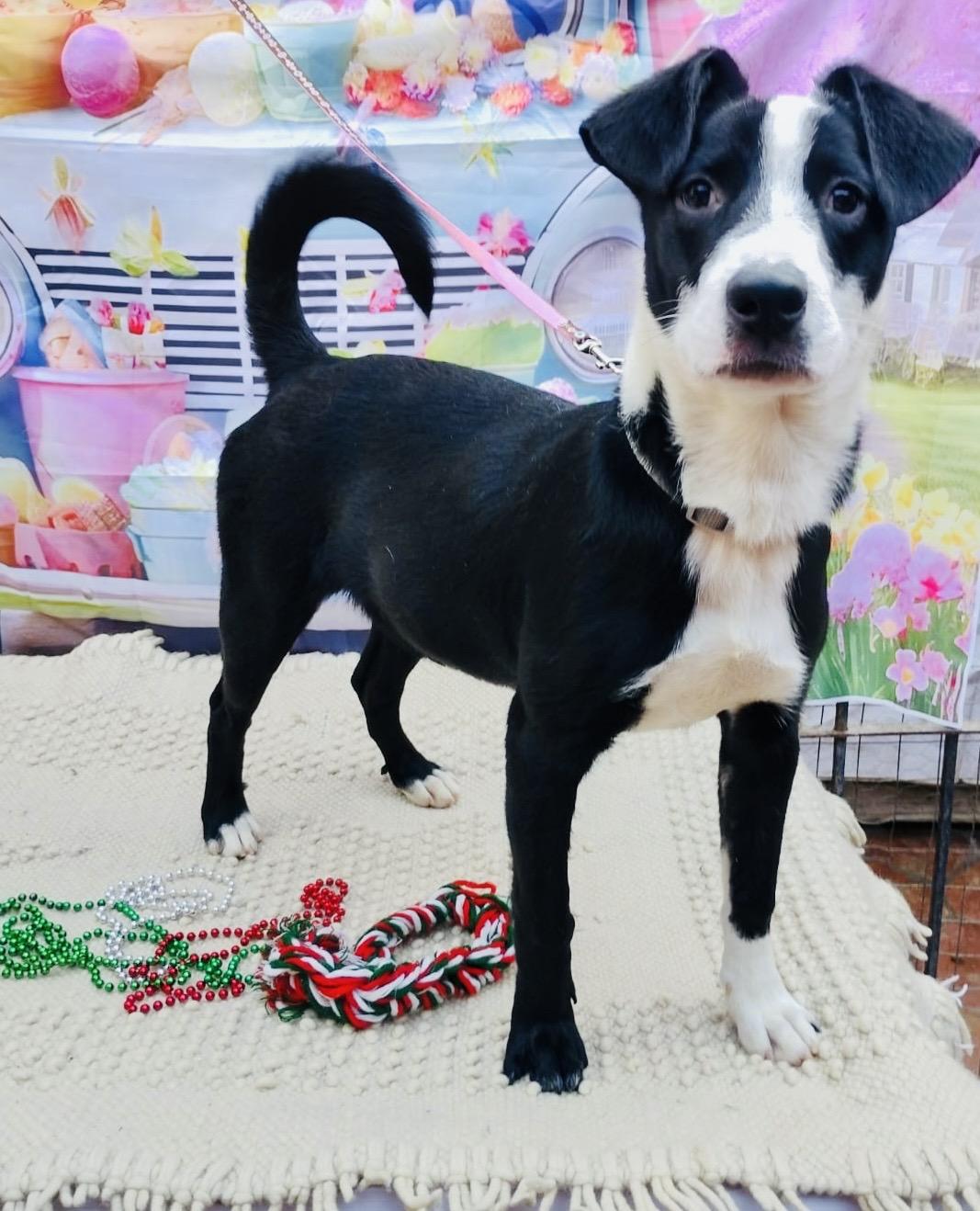 Enlarge Kim, a Adoptable mixed breed in Washington , DC image 3/6