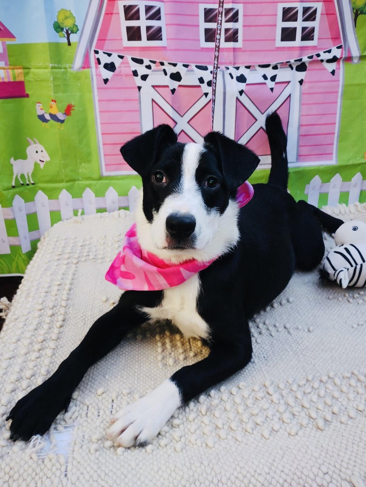 Enlarge Kim, a Adoptable mixed breed in Washington , DC image 4/6