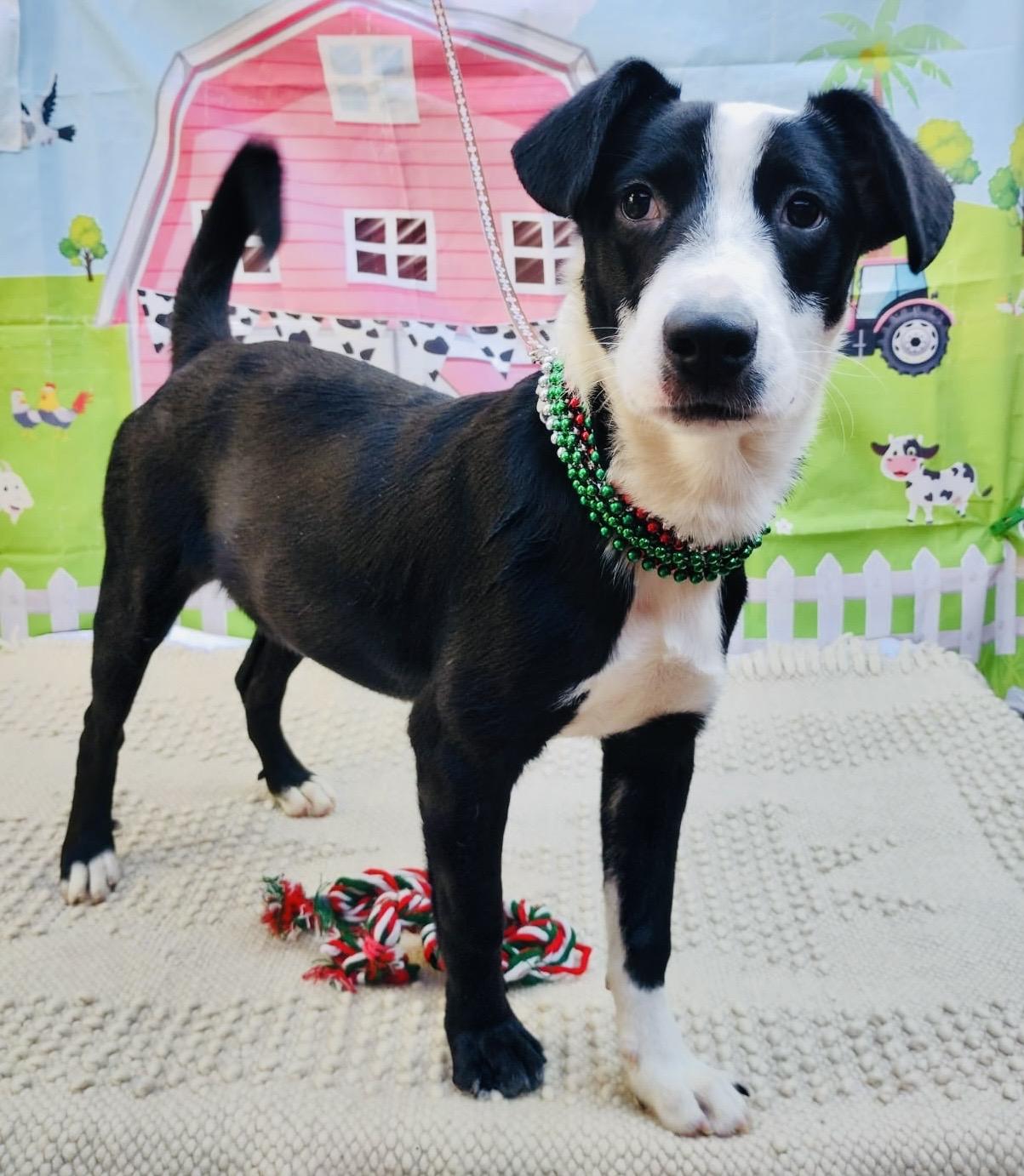 Enlarge Kim, a Adoptable mixed breed in Washington , DC image 5/6